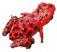 Red frog