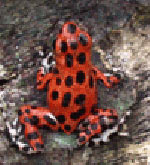 Poison Red Frog in Bocas del Toro